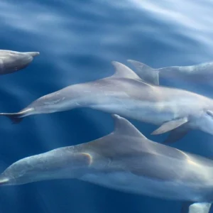 Elaphiti-Dolphins_1024