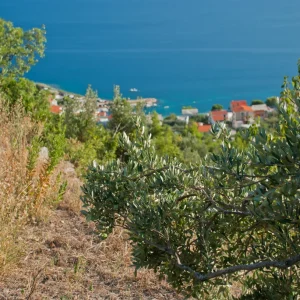 bigstock-Olive-Trees–Croatia-58742918_1024