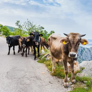 HRSPU001_Dalmatien-Kühe